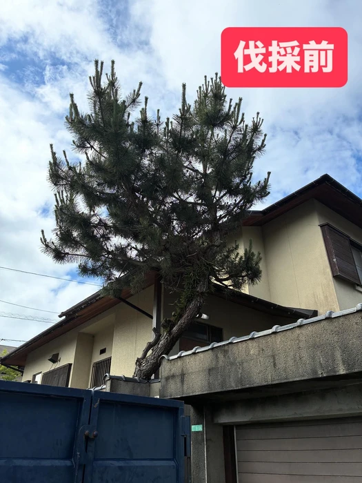 画像262